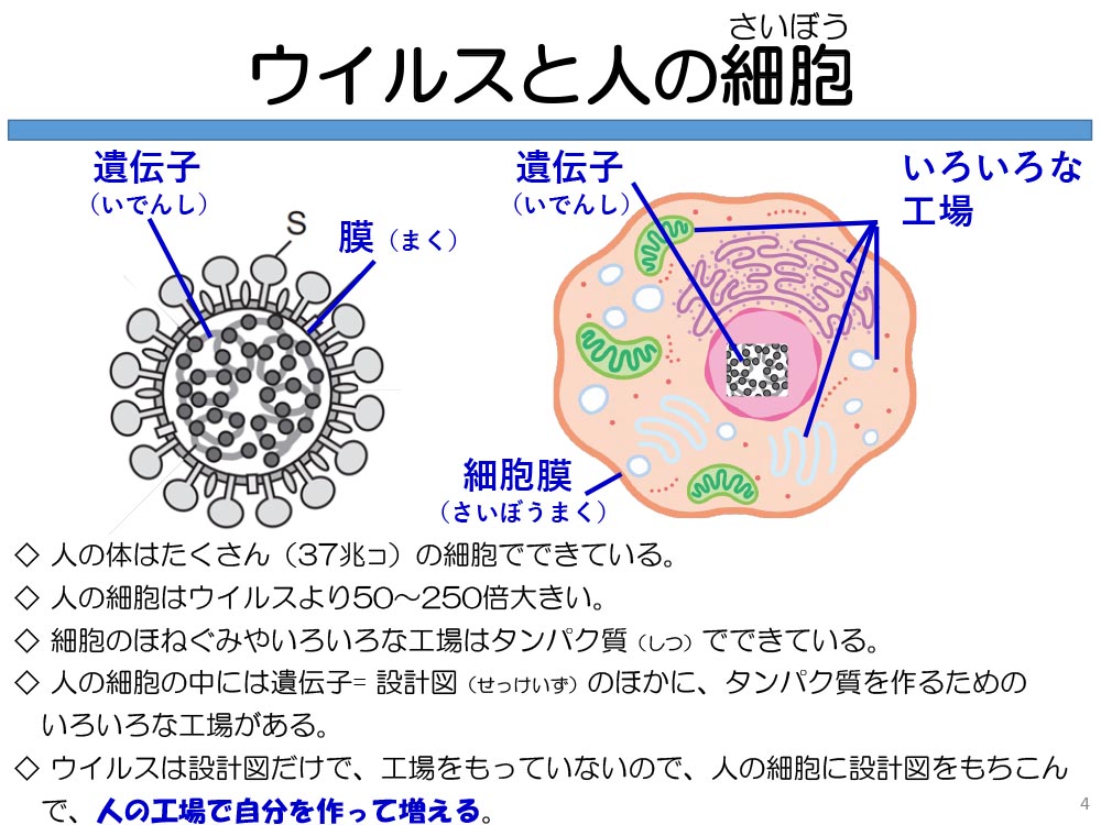 ウイルスと人の細胞 ウイルスは設計図だけで、工場をもっていないので、人の細胞に設計図をもちこんで、人の工場で自分を作って増える。