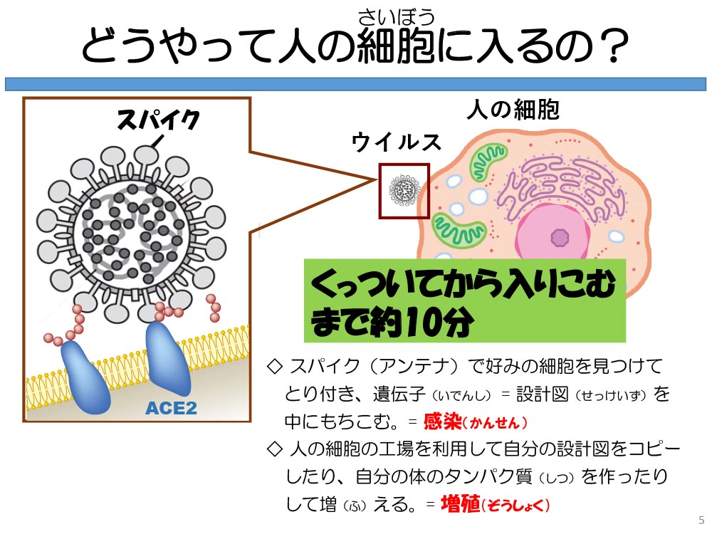 どうやって人の細胞に入るの?