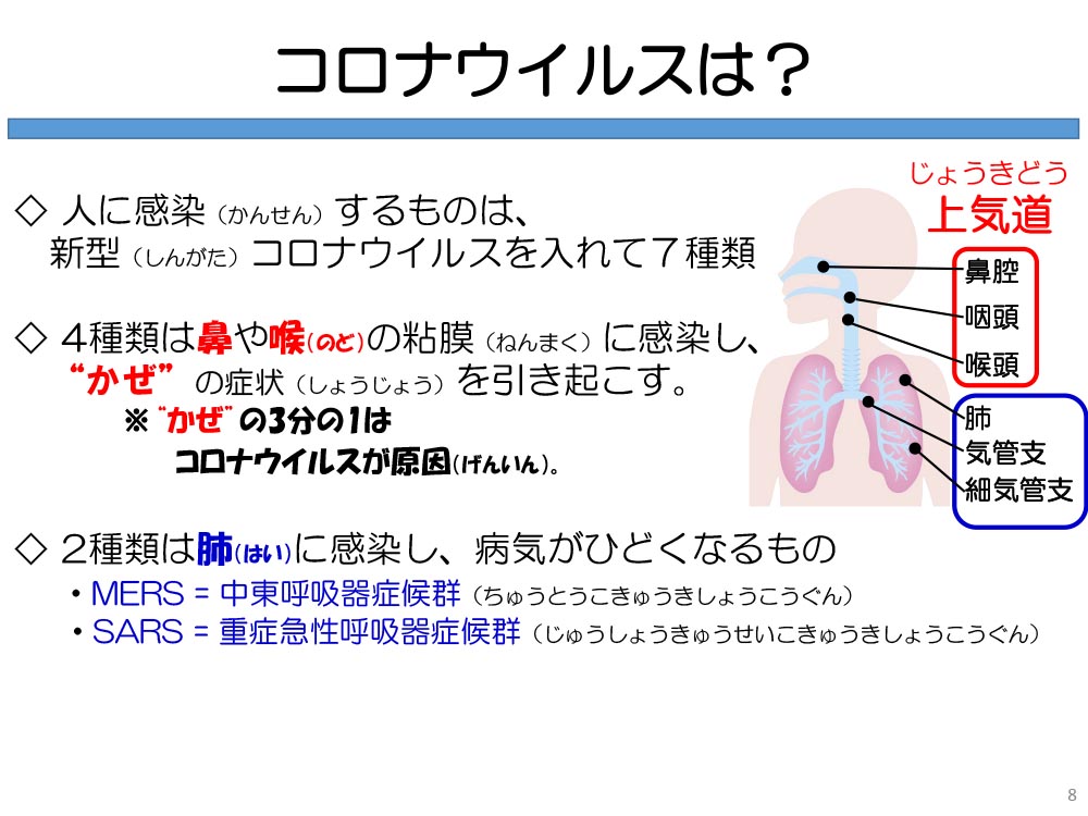 コロナウイルスは? 人に感染(かんせん)するものは、 新型(しんがた)コロナウイルスを入れて7種類 ◇4種類は鼻や喉(のど)の粘膜(ねんまく)に感染し、“かぜ”の症状(しょうじょう)を引き起こす。 ※“かぜ”の3分の1はコロナウイルスが原因(げんいん)。 ◇2種類は肺(はい)に感染し、病気がひどくなるもの ・MERS= 中東呼吸器症候群(ちゅうとうこきゅうきしょうこうぐん)・SARS = 重症急性呼吸器症候群(じゅうしょうきゅうせいこきゅうきしょうこうぐん)