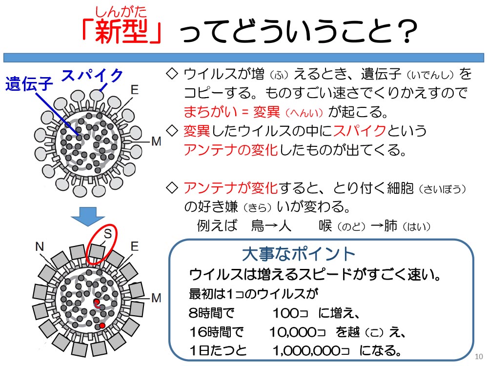 「新型」ってどういうこと? ウイルスが増(ふ)えるとき、遺伝子(いでんし)をコピーする。ものすごい速さでくりかえすのでまちがい= 変異(へんい)が起こる。◇変異したウイルスの中にスパイクというアンテナの変化したものが出てくる。◇アンテナが変化すると、とり付く細胞(さいぼう)の好き嫌(きら)いが変わる。例えば鳥→人喉(のど)→肺(はい)