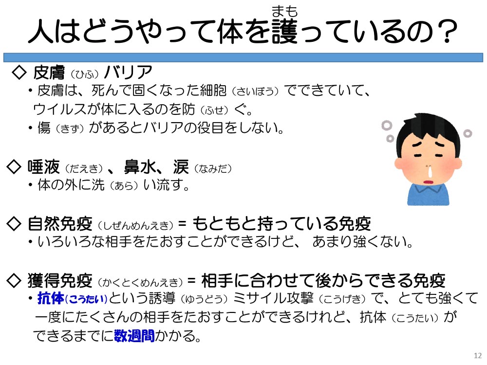 人はどうやって体を護っているの? 皮膚(ひふ)バリア ・皮膚は、死んで固くなった細胞(さいぼう)でできていて、ウイルスが体に入るのを防(ふせ)ぐ。・傷(きず)があるとバリアの役目をしない。◇唾液(だえき)、鼻水、涙(なみだ) ・体の外に洗(あら)い流す。 ◇自然免疫(しぜんめんえき)= もともと持っている免疫 ・いろいろな相手をたおすことができるけど、あまり強くない。 ◇獲得免疫(かくとくめんえき)= 相手に合わせて後からできる免疫 ・抗体(こうたい)という誘導(ゆうどう)ミサイル攻撃(こうげき)で、とても強くて一度にたくさんの相手をたおすことができるけれど、抗体(こうたい)ができるまでに数週間かかる。